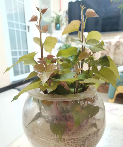 家庭养花用生根粉