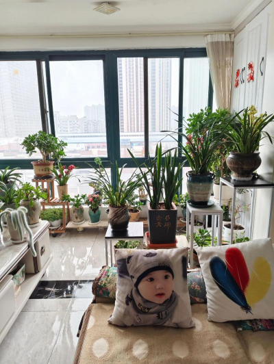 家庭养花用生根粉