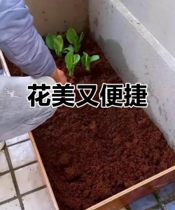 栽培的意思，核心概念，通俗理解