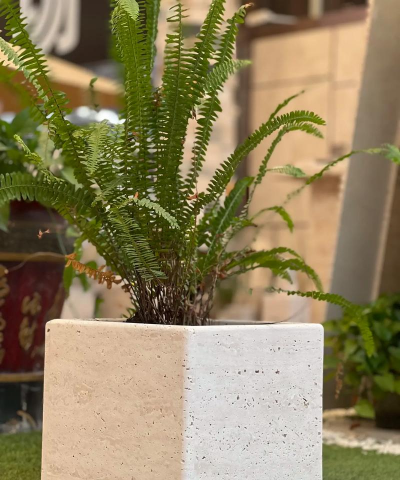 绯花玉怎么养，掌握关键技巧，轻松养出好状态