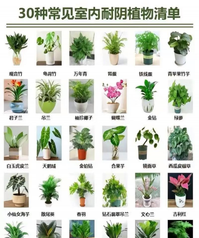 绯花玉怎么养，掌握关键技巧，轻松养出好状态