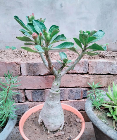 芍药花怎么养，掌握关键要点，花开更鲜艳