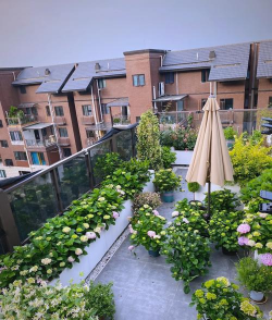 芍药花怎么养，掌握关键要点，花开更鲜艳