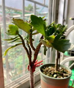 芍药花怎么养，掌握关键要点，花开更鲜艳