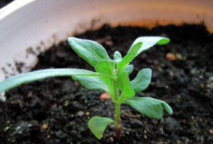 葡萄栽培，掌握关键技术，实现优质丰产