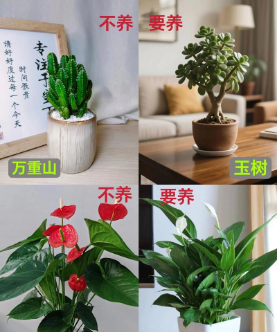 葡萄栽培，掌握关键技术，实现优质丰产