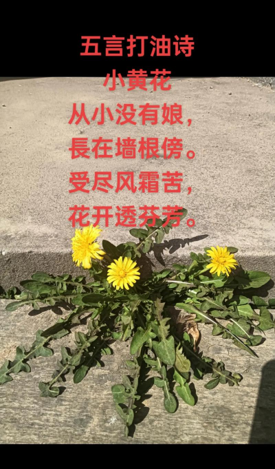 无土栽培技术，突破土壤限制，开启高效种植新篇章