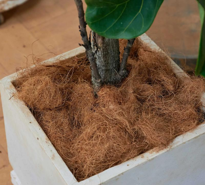 无土栽培技术，突破土壤限制，开启高效种植新篇章