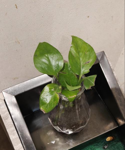 无土栽培技术，突破土壤限制，开启高效种植新篇章