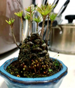 无土栽培技术，突破土壤限制，开启高效种植新篇章