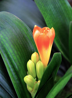 无土栽培技术，突破土壤限制，开启高效种植新篇章