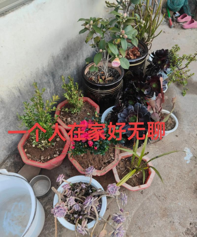 家庭养花用生根粉