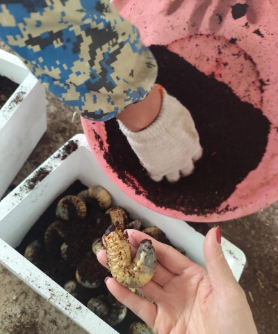 独角仙的粪便养花