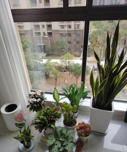 家庭养花用生根粉