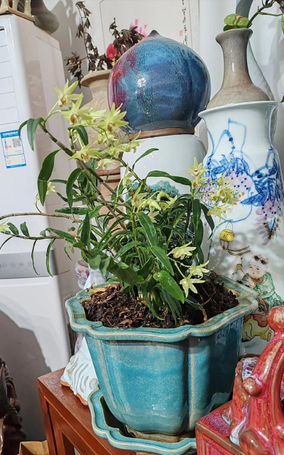 葡萄栽培，掌握关键技术，实现优质丰产