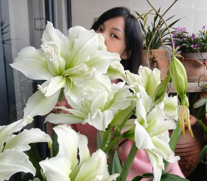 家庭养花用生根粉