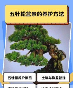 如何种植五针松