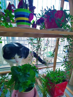 家庭养花用生根粉