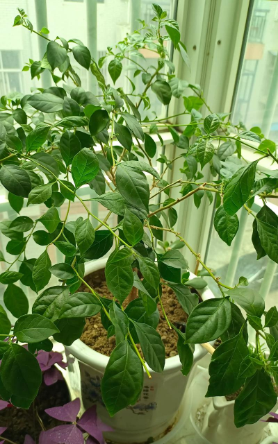 绿化景观设计，提升环境品质，创造宜人空间