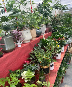 无土栽培技术，突破土壤限制，开启高效种植新篇章