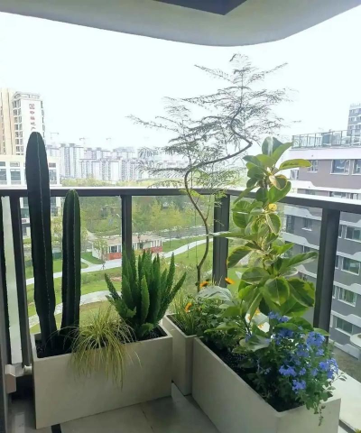 没有阳台养花怎么放置
