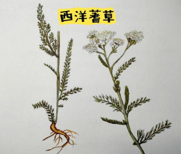 西洋草是什么药