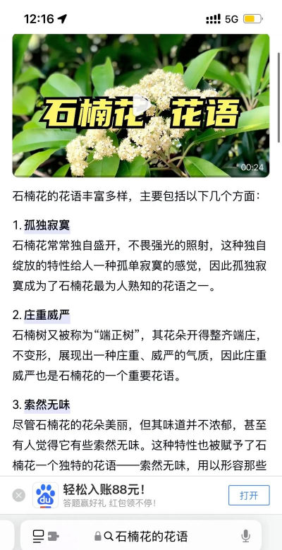 楠木的花语是什么