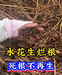 家庭养花用生根粉