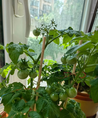 阳台养花种番茄好吗