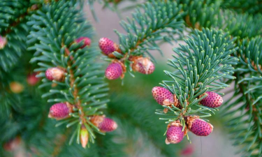 云杉果实能养花吗