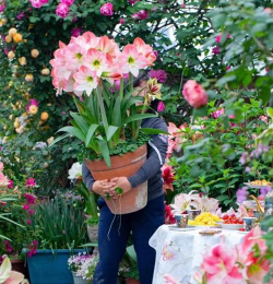 家庭养花用生根粉