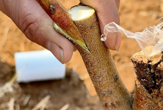 家庭养花用生根粉