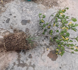 家庭养花用生根粉