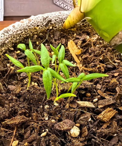 家庭养花用生根粉