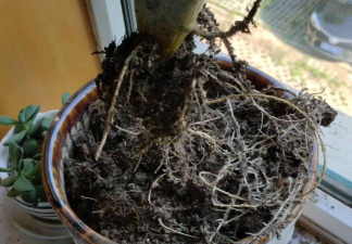 家庭养花用生根粉