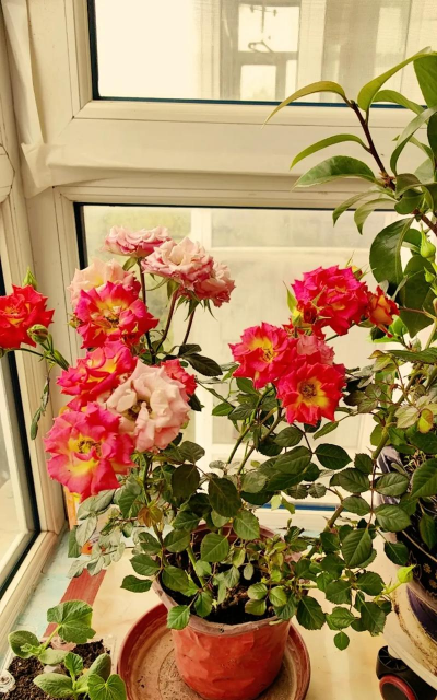 家庭养花用生根粉