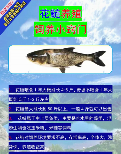 无土栽培技术，突破土壤限制，开启高效种植新篇章