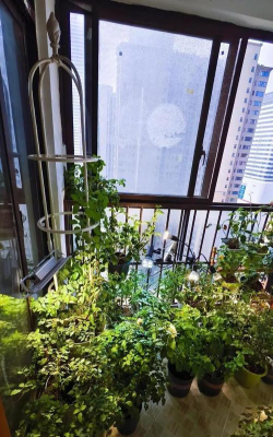 家庭养花用生根粉