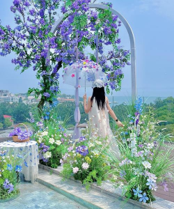 蝴蝶兰的繁殖方法和栽培技术，轻松掌握，花开满盆