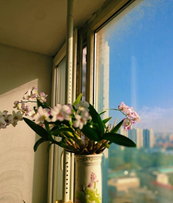 庭院景观绿化设计，打造舒适空间，提升生活品质