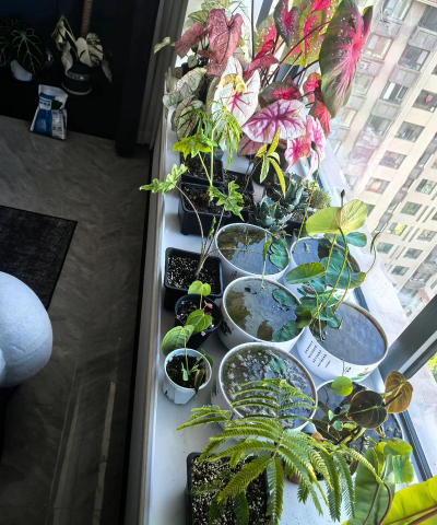 家庭养花用生根粉