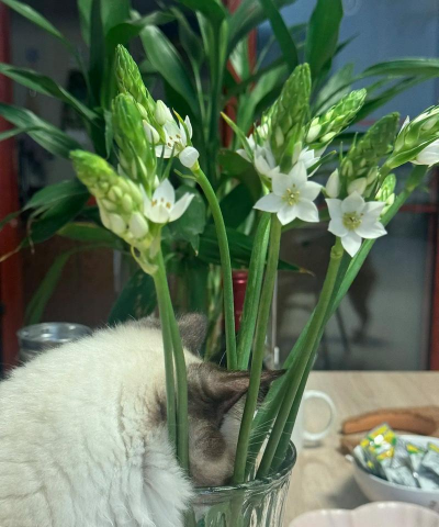 家庭养花用生根粉