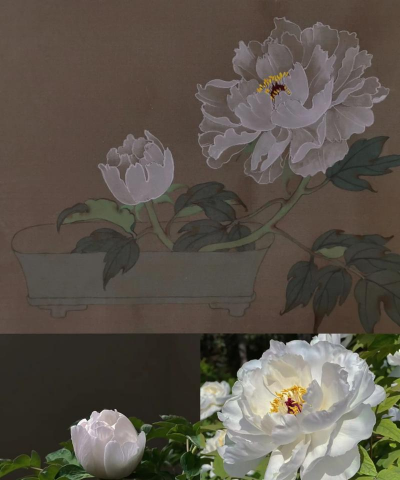 白牡丹怎么长大