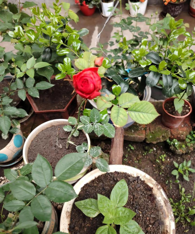 家庭养花用生根粉