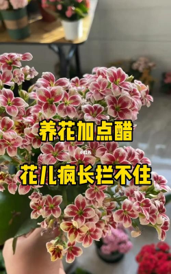 家庭养花用生根粉