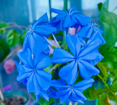 无土栽培技术，突破土壤限制，开启高效种植新篇章