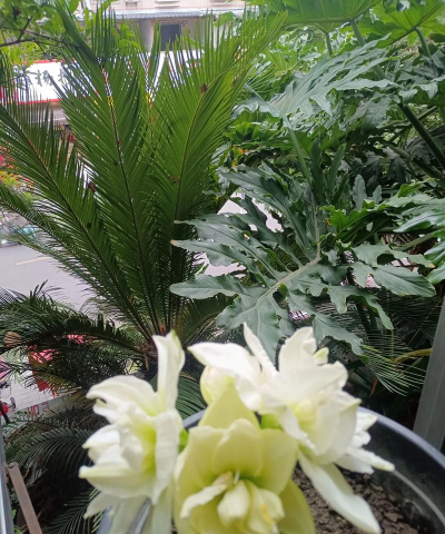 无土栽培技术，突破土壤限制，开启高效种植新篇章