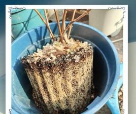 无土栽培技术，突破土壤限制，开启高效种植新篇章