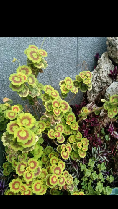 绿化景观设计，提升环境品质，创造宜人空间