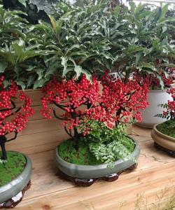 黄金万两盆栽养花